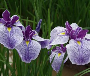 Preview wallpaper irises, flowers, herbs, close-up