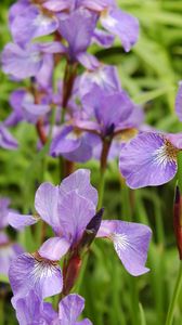 Preview wallpaper irises, flowers, herbs, flowerbed