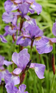 Preview wallpaper irises, flowers, herbs, flowerbed