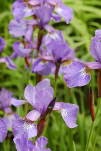 Preview wallpaper irises, flowers, herbs, flowerbed