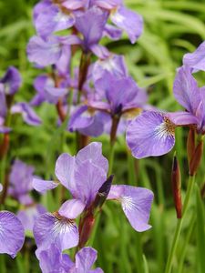 Preview wallpaper irises, flowers, herbs, flowerbed