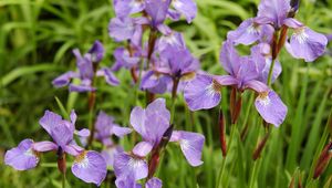 Preview wallpaper irises, flowers, herbs, flowerbed