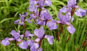 Preview wallpaper irises, flowers, herbs, flowerbed