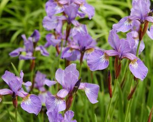 Preview wallpaper irises, flowers, herbs, flowerbed