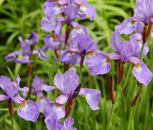 Preview wallpaper irises, flowers, herbs, flowerbed
