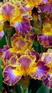 Preview wallpaper irises, flowers, herbs, flowerbed, close-up