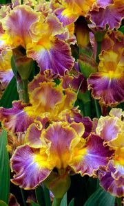 Preview wallpaper irises, flowers, herbs, flowerbed, close-up