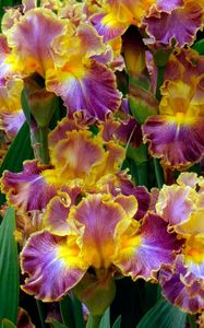 Preview wallpaper irises, flowers, herbs, flowerbed, close-up