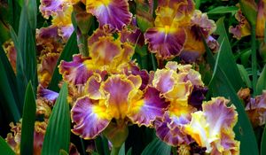 Preview wallpaper irises, flowers, herbs, flowerbed, close-up