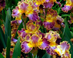 Preview wallpaper irises, flowers, herbs, flowerbed, close-up