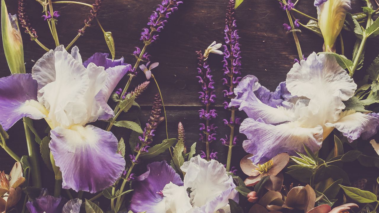 Wallpaper irises, flowers, petals, purple