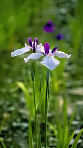 Preview wallpaper irises, flowers, petals, white, purple