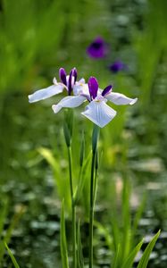 Preview wallpaper irises, flowers, petals, white, purple