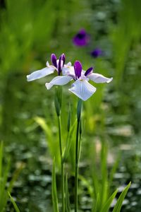 Preview wallpaper irises, flowers, petals, white, purple