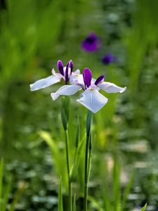 Preview wallpaper irises, flowers, petals, white, purple