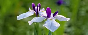 Preview wallpaper irises, flowers, petals, white, purple