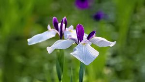 Preview wallpaper irises, flowers, petals, white, purple