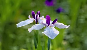 Preview wallpaper irises, flowers, petals, white, purple