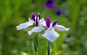 Preview wallpaper irises, flowers, petals, white, purple