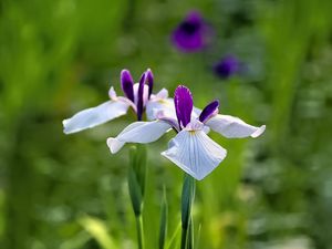 Preview wallpaper irises, flowers, petals, white, purple