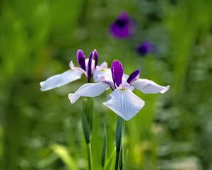 Preview wallpaper irises, flowers, petals, white, purple