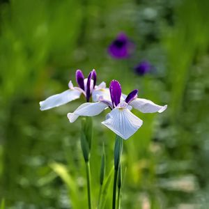 Preview wallpaper irises, flowers, petals, white, purple