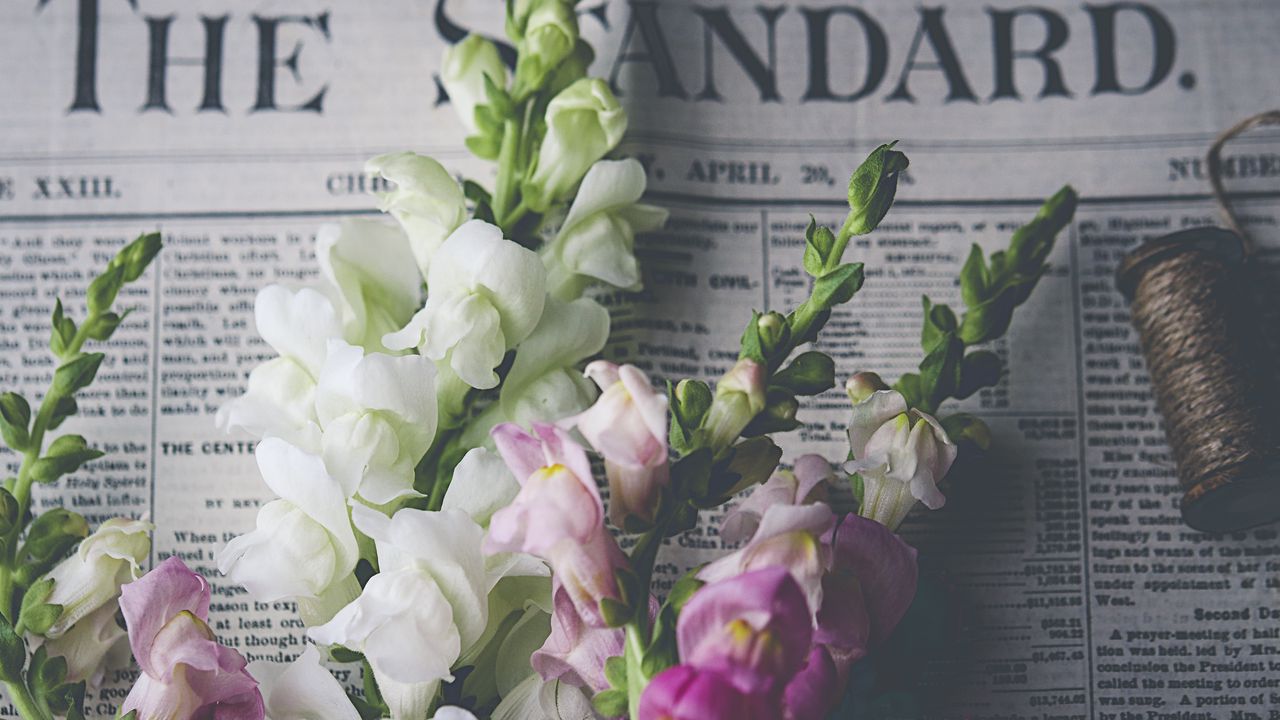 Wallpaper irises, flowers, petals, composition, aesthetics