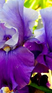 Preview wallpaper irises, flowers, petals, lilac