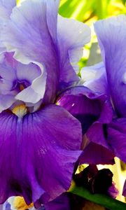 Preview wallpaper irises, flowers, petals, lilac