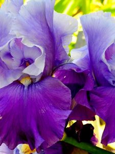 Preview wallpaper irises, flowers, petals, lilac