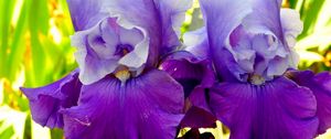 Preview wallpaper irises, flowers, petals, lilac