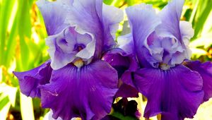 Preview wallpaper irises, flowers, petals, lilac