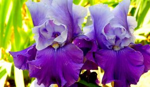 Preview wallpaper irises, flowers, petals, lilac