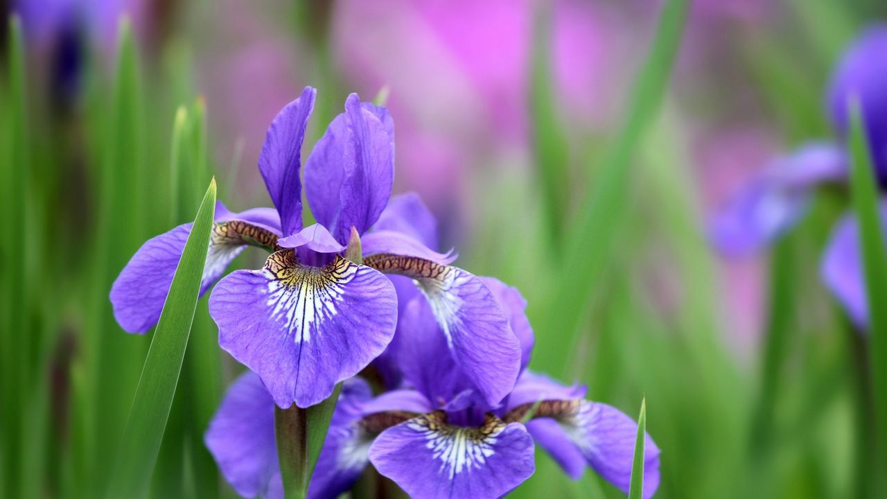 Wallpaper irises, flowers, petals, lilac