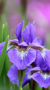 Preview wallpaper irises, flowers, petals, lilac