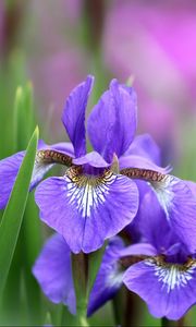 Preview wallpaper irises, flowers, petals, lilac