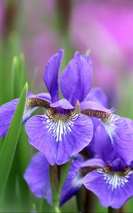 Preview wallpaper irises, flowers, petals, lilac