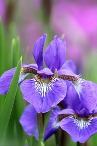 Preview wallpaper irises, flowers, petals, lilac