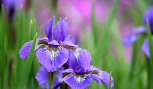 Preview wallpaper irises, flowers, petals, lilac