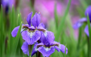 Preview wallpaper irises, flowers, petals, lilac