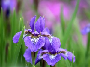 Preview wallpaper irises, flowers, petals, lilac