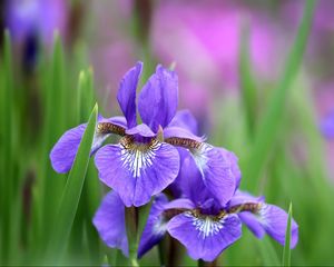 Preview wallpaper irises, flowers, petals, lilac