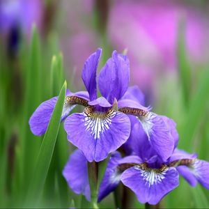 Preview wallpaper irises, flowers, petals, lilac