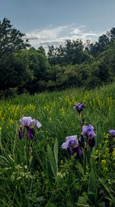 Preview wallpaper irises, flowers, plants, grass, field