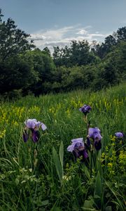 Preview wallpaper irises, flowers, plants, grass, field