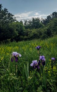 Preview wallpaper irises, flowers, plants, grass, field