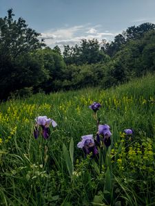 Preview wallpaper irises, flowers, plants, grass, field