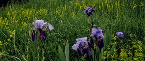 Preview wallpaper irises, flowers, plants, grass, field