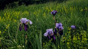Preview wallpaper irises, flowers, plants, grass, field