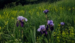 Preview wallpaper irises, flowers, plants, grass, field